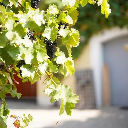 Weingut Martin Blass