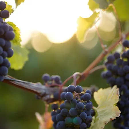 Weingut Martin Blass