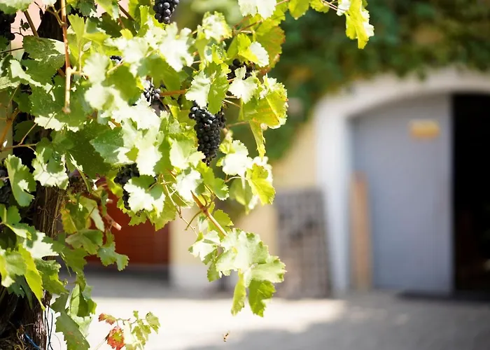 Weingut Martin Blass