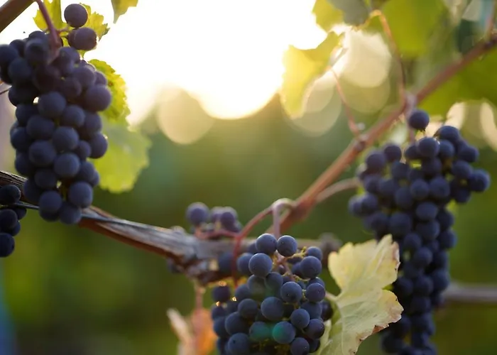 Weingut Martin Blass